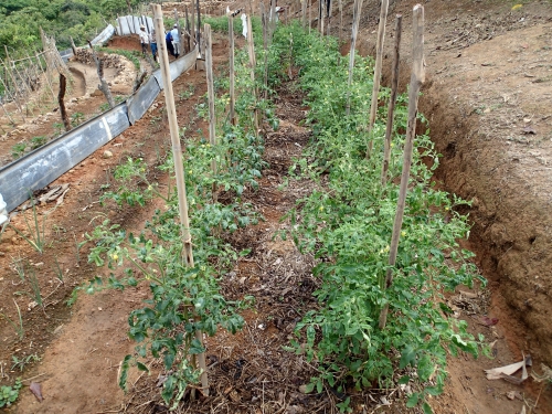 トマトの脇芽から挿し木苗を増やす方法 わき芽を使ってさし芽苗から根を出させるコツ