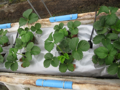 袋栽培のメリットとコツ 家庭菜園で野菜を育てる簡単な方法 土 肥料 支柱