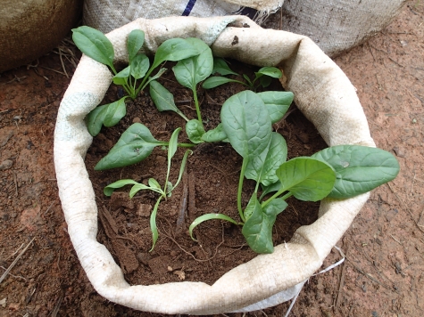 空芯菜の栽培方法 空心菜の種からの育て方 挿し木の増殖方法 クウシンサイのおすすめのレシピ