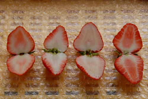 夏いちご 夏秋イチゴ とは おすすめの四季なり性品種と栽培方法