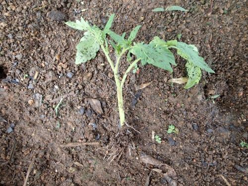 トマトの脇芽から挿し木苗を増やす方法 わき芽を使ってさし芽苗から根を出させるコツ