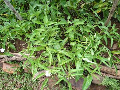 空芯菜の栽培方法 空心菜の種からの育て方 挿し木の増殖方法 クウシンサイのおすすめのレシピ