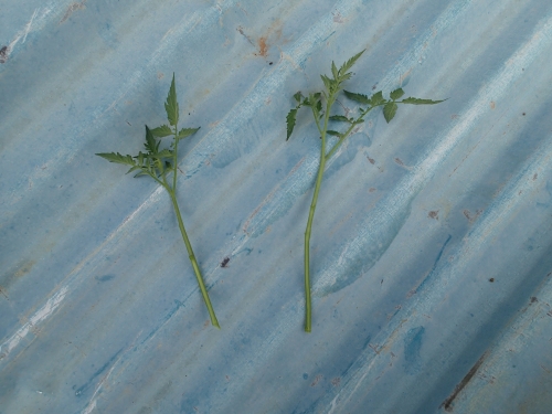 トマトの脇芽から挿し木苗を増やす方法 わき芽を使ってさし芽苗から根を出させるコツ