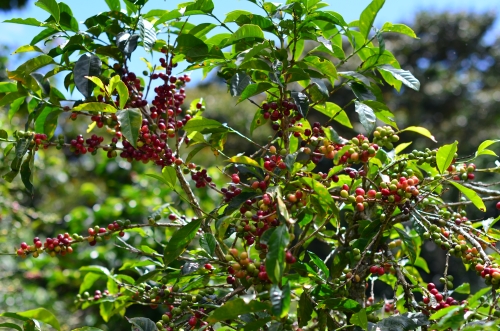 コーヒーの苗木と結実中の果実