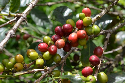 ゲイシャコーヒーを育てる中米パナマ・ボケテ高原のレリダ農園の生産・加工・輸入・テイスティング方法
