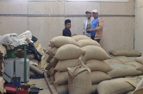 コーヒー豆の貯蔵庫で働く少数民族の職員