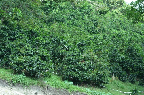 レリダ農園のコーヒーの木