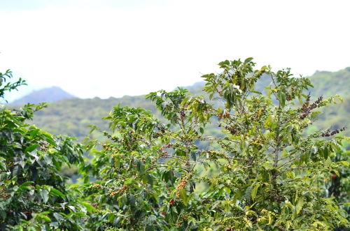 栽培されているコーヒーの木