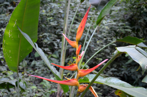 コスタリカに咲く熱帯の花
