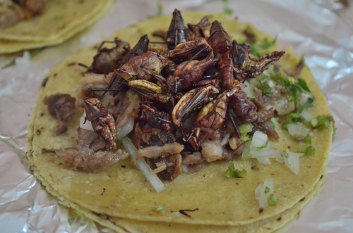 メキシコの昆虫料理9種類を食べてみた！イモムシ、バッタ、カメムシ