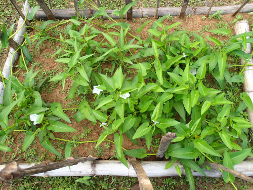 空芯菜の栽培方法 空心菜の種からの育て方 挿し木の増殖方法 クウシンサイのおすすめのレシピ