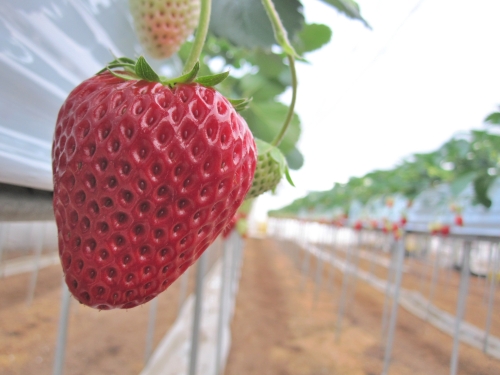 LED植物工場で苺を育てる方法！次世代イチゴ生産システム・品種(植物工場研究会)と第21回日本イチゴフォーラム(園芸学会)に参加した