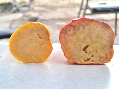 カシューナッツの果肉断面の比較