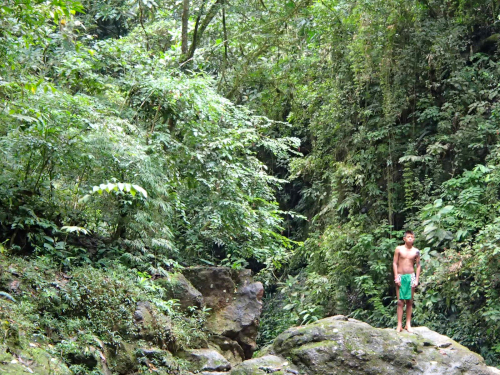 熱帯雨林