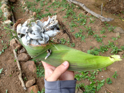 パナマで見つけた奇形トウモロコシ