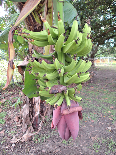 バナナの生ったばかりの状態