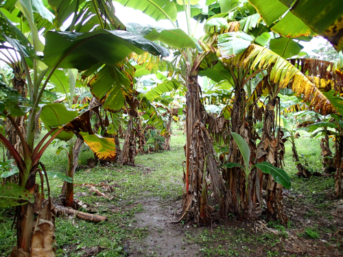 バナナ畑