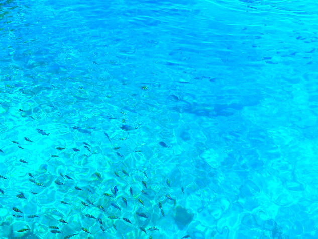 サンアンドレス島の魚と透明度が高い海