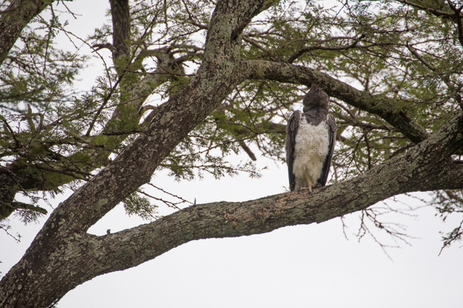 ナイロビ国立公園の鳥