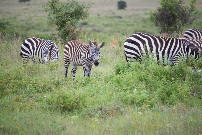 ナイロビ国立公園のシマウマ