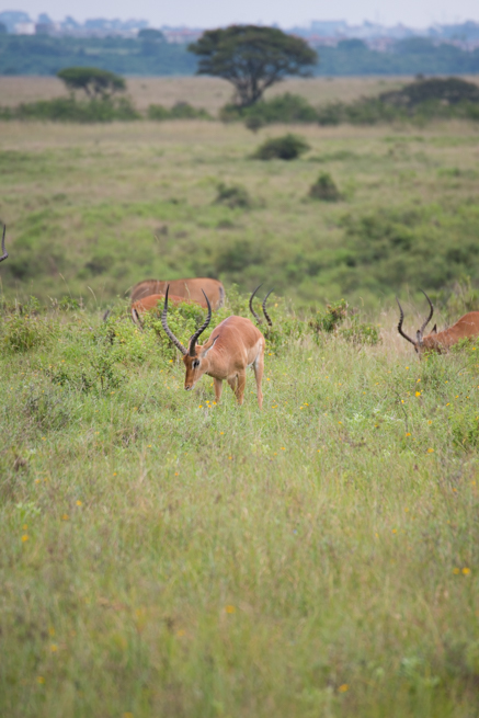 ナイロビ国立公園のインパラ