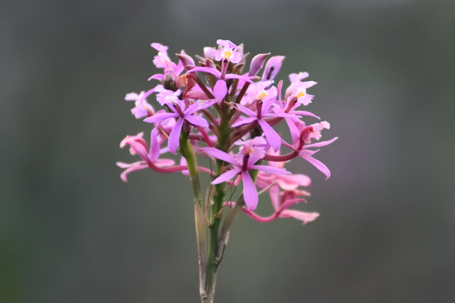 アウヤンテプイの珍しい花