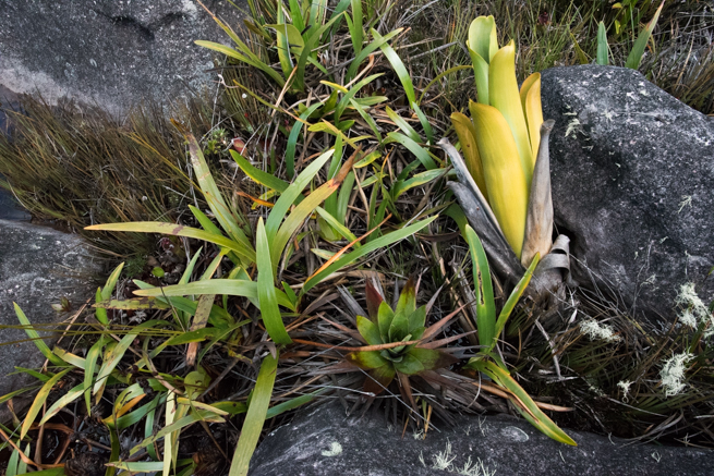アウヤンテプイの頂上に生えている食虫植物