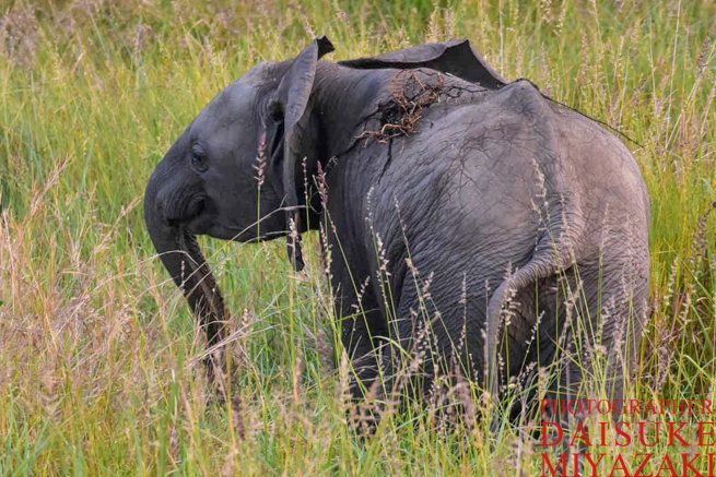 マサイマラ国立公園の子供の象