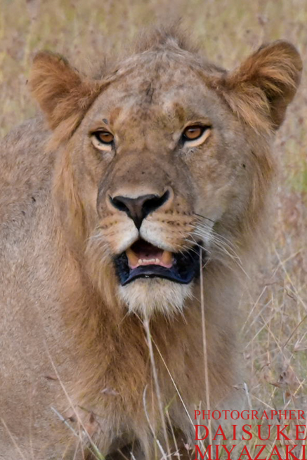ライオンの顔のアップ