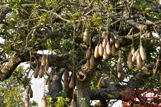 マサイマラ国立公園のビールの元の木