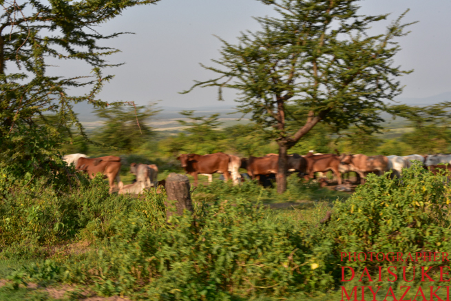 マサイ族が飼育する牛