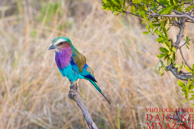 マサイマラ国立公園の青くて綺麗な鳥