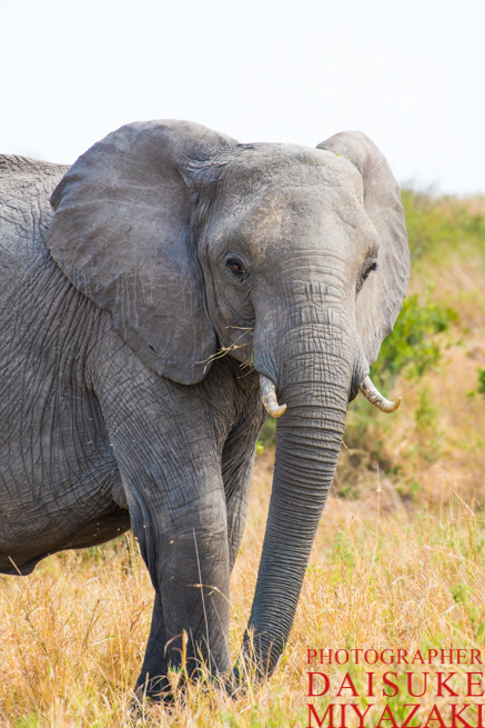 マサイマラ国立公園の象