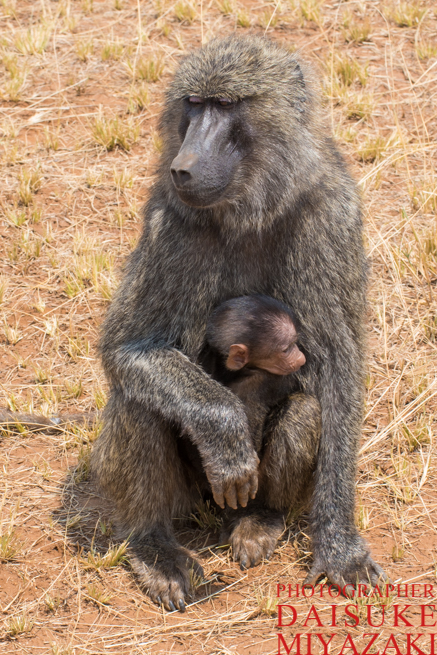 マサイマラ国立公園のヒヒ