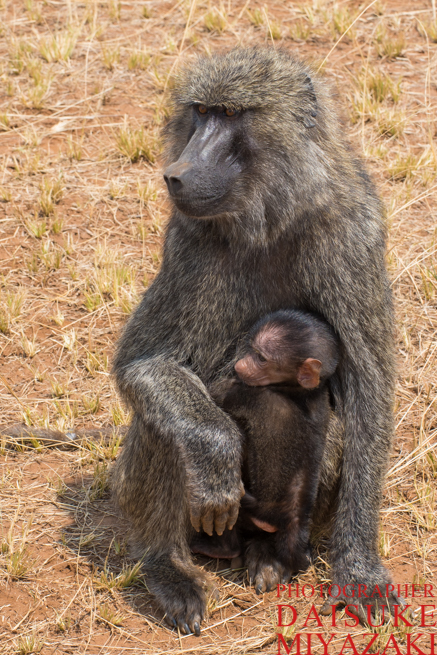 マサイマラ国立公園のヒヒの親子