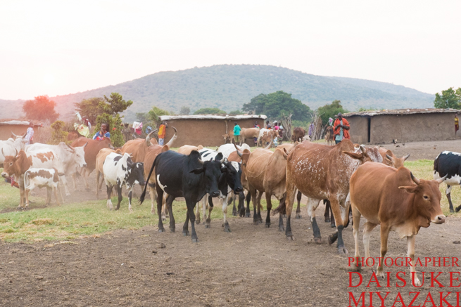 マサイ族の牛たち