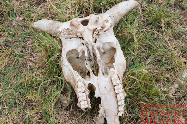 マサイ村に転がっていた牛の頭蓋骨