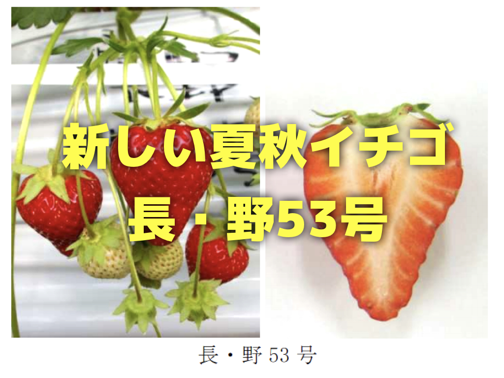 夏いちごに新品種「長・野53号（サマーリリカル）」が誕生！四季成り性イチゴサマープリンセスを品種改良した収量が多い苺