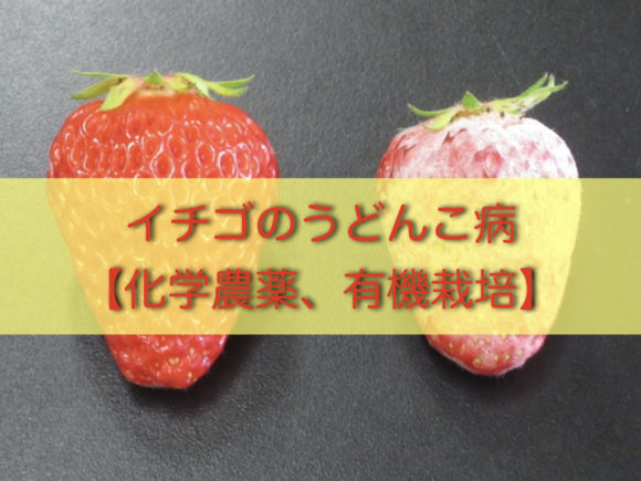 いちごのうどん粉病対策方法まとめ 農薬 見分け方 原因 治療法を解説