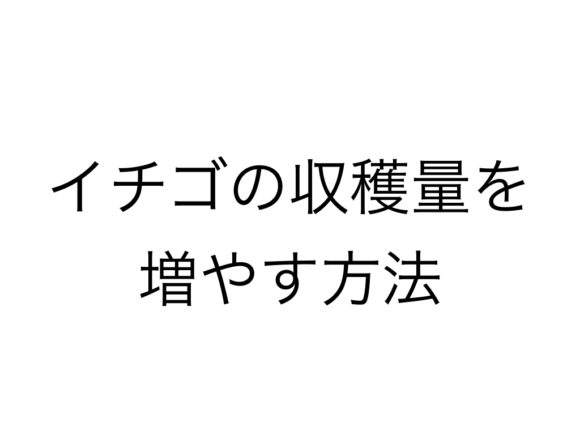 いちごの収穫量を増やす方法と考え方とプロが解説 コツは因数分解