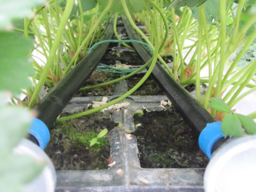 袋栽培のメリットとコツ 家庭菜園で野菜を育てる簡単な方法 土 肥料 支柱
