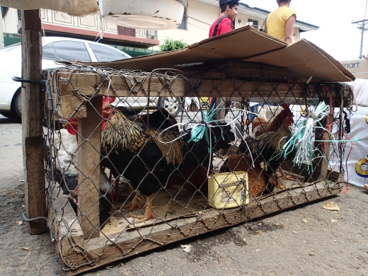 中南米パナマで人気の鶏肉×伝統的な薬草＝ハーブ鶏で村おこし