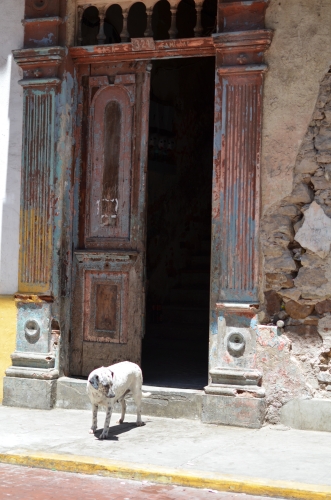 カスコアンティグオの家屋と犬