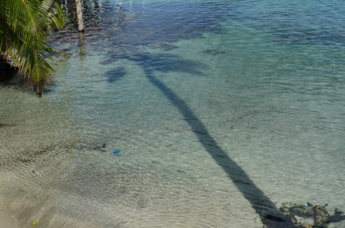 カリブ海に浮かぶヤシの木の陰