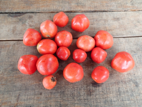 コミュニティで採れたトマト