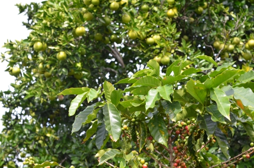 コーヒーと混植栽培されるオレンジの木