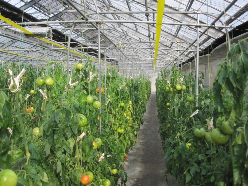 トマトの大規模栽培