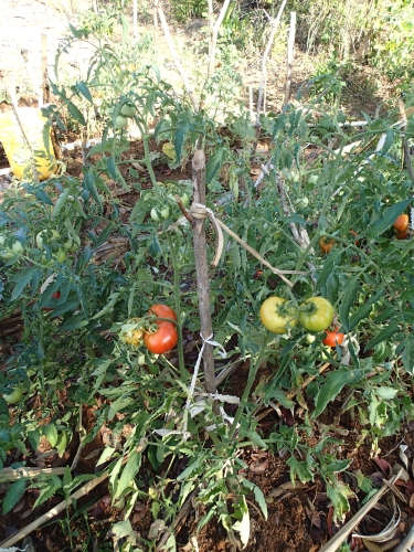 トマトの木