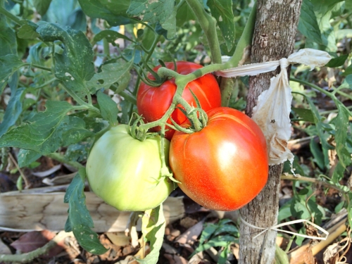 トマトの赤い実