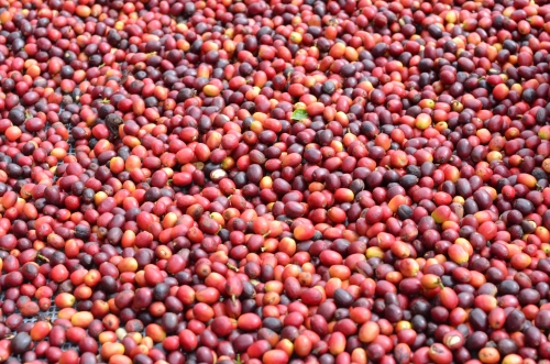 ナチュラル乾燥方法のコーヒー豆